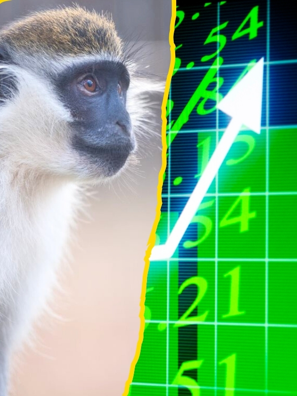 Willis the monkey next to stock image