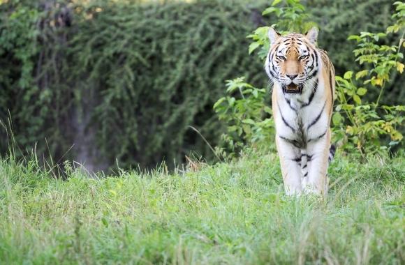 Eko the Tiger: Another Zoo Tragedy | Born Free USA