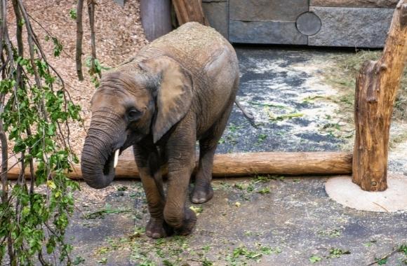 Health Issues Associated with Captivity: Killing the Elephants Zoos  Promised to Save from Extinction | Born Free USA