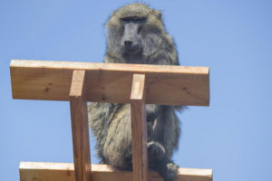 Baboon on climbing structure at Primate Sanctuary