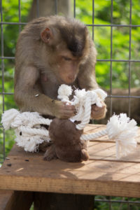 Monkey with an enrichment toy.