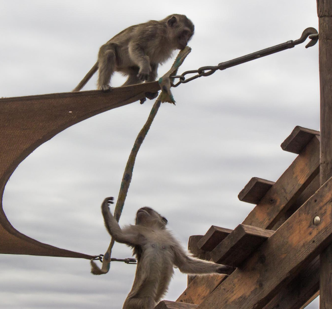 Photo of monkeys on shade sails.