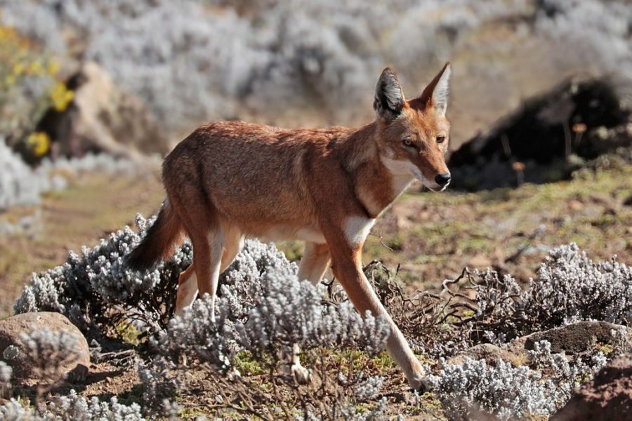 Wolves - Facts, Habitat, Endangered Status | Species Spotlight