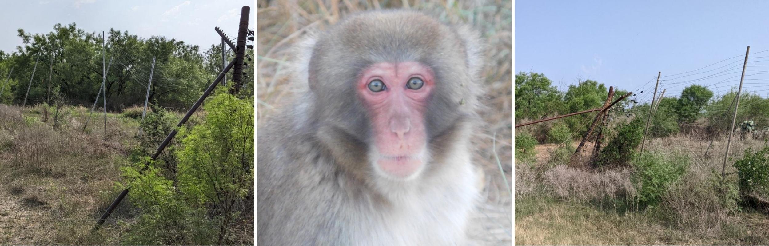 Photo of Cal the Japanese Macaque with photos of damaged fencing