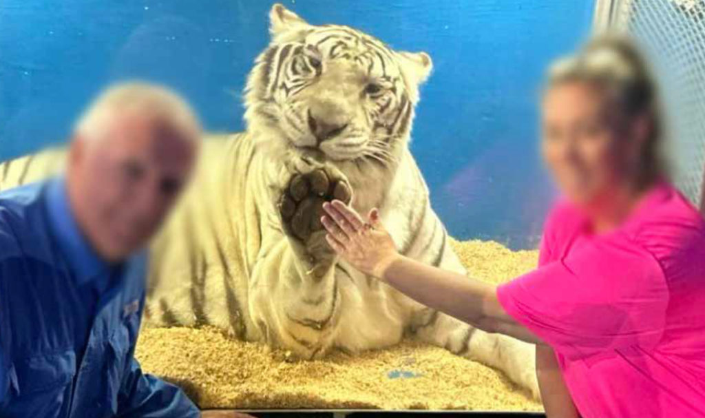 Photo of a man and woman with only a thin sheet of plastic separating them from a white tiger.