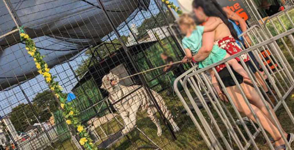 Woman holds a young child while feeding a caged white tiger food on the end of a long pole.