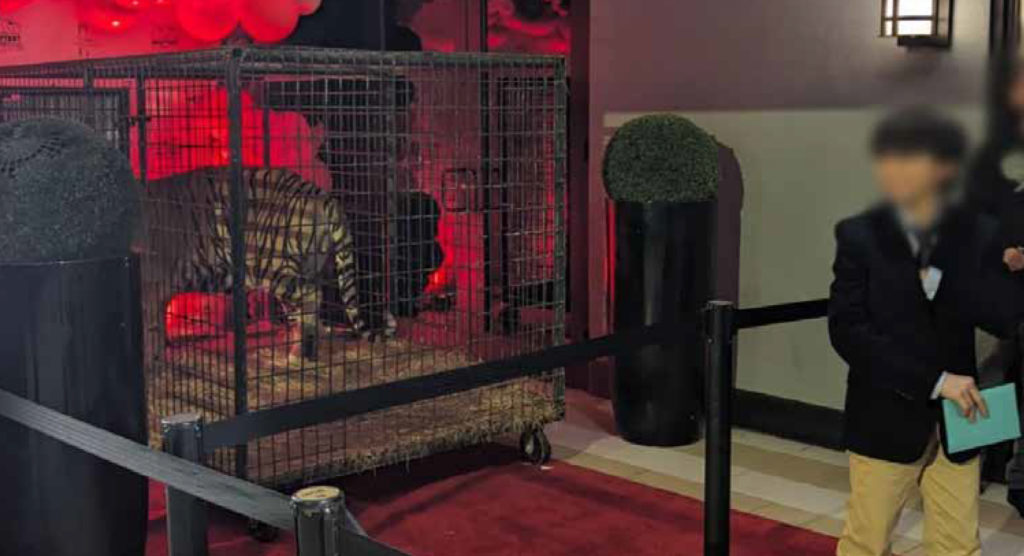 Photo of a young child standing close to a caged tiger.