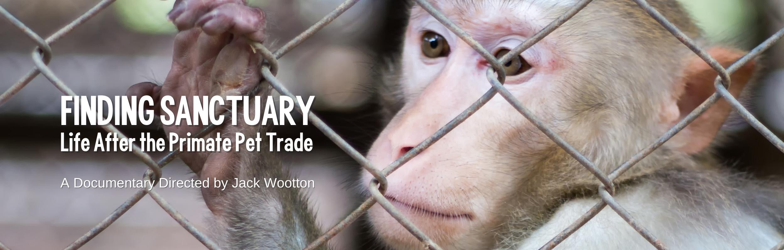 Finding Sanctuary Life after the Primate Pet Trade Born Free USA