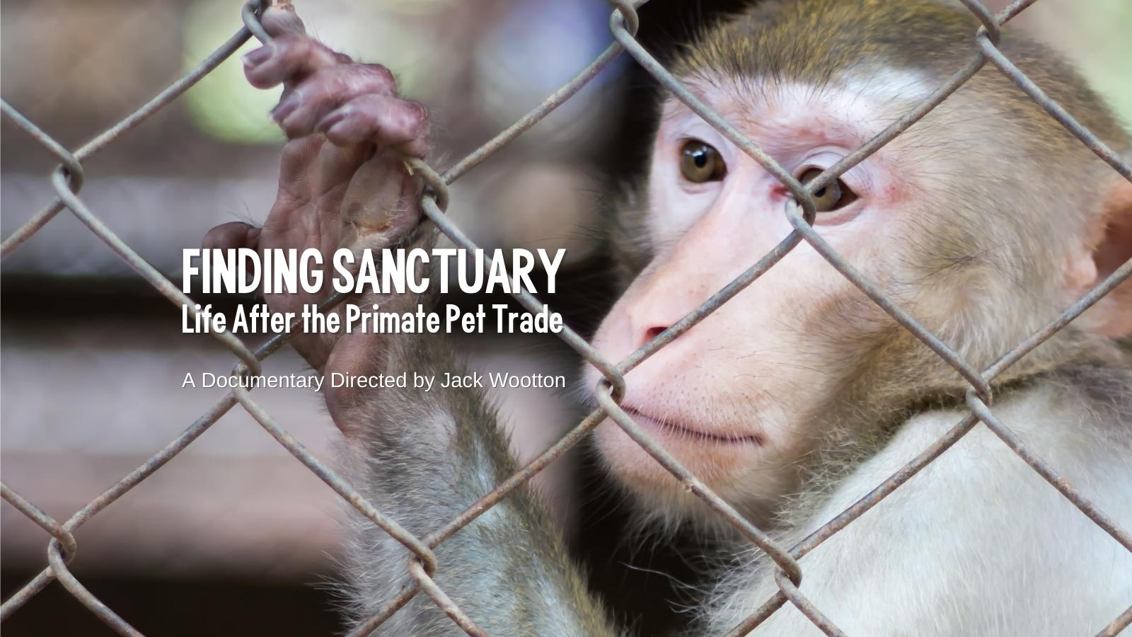 Finding Sanctuary Life after the Primate Pet Trade Born Free USA