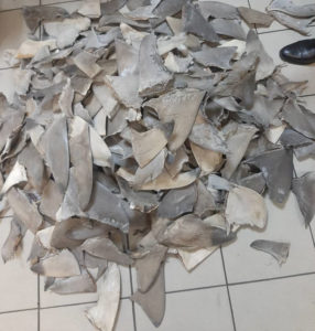 Shark fin seizure in Abidjan Airport, Ivory Coast.
