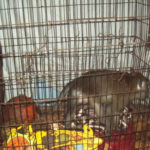 Freeman was once kept as a pet in a private home, where he lived in a tiny, filthy cage. Photo: Born Free USA