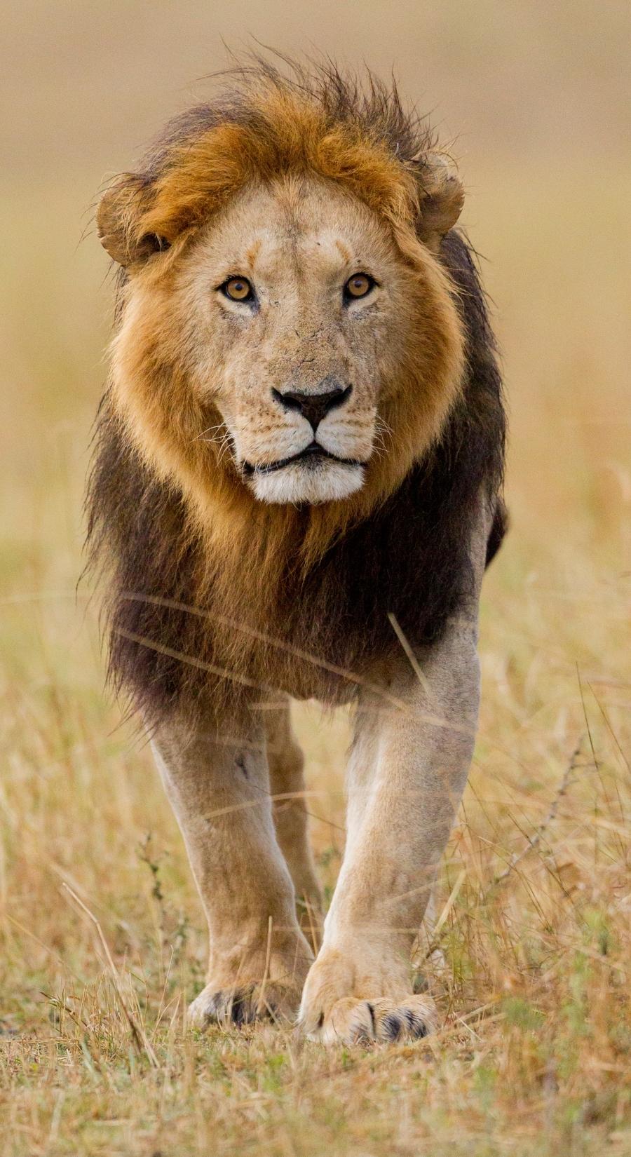 Lion Walking in grass