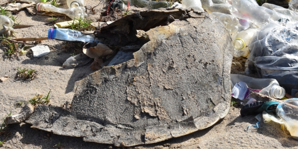 Sea turtle remains among plastic bottles and other debris recorded during ESI’s habitat assessment at Apo Beach in Shama District. Photo: Michael Balinga.