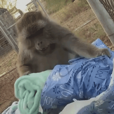 Gilbert unwraps a blanket!