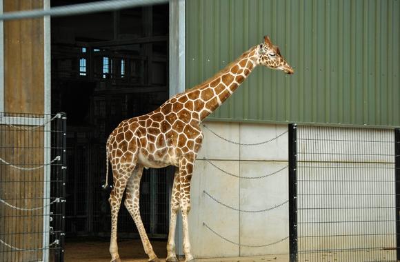 Zoo Captivity: A Welfare Disaster for Giraffe | Born Free USA