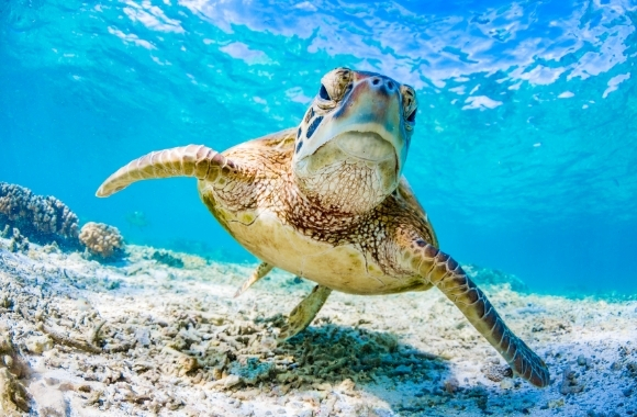 Born Free Urges G7 Leaders to Prioritize Nature's Recovery for the Future of all Life on Earth - Vimarsana News