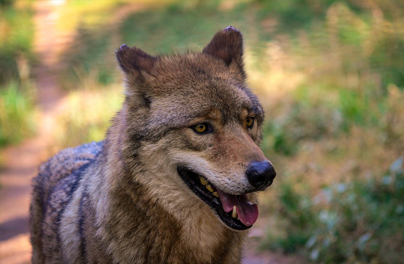 Wolf Colors List