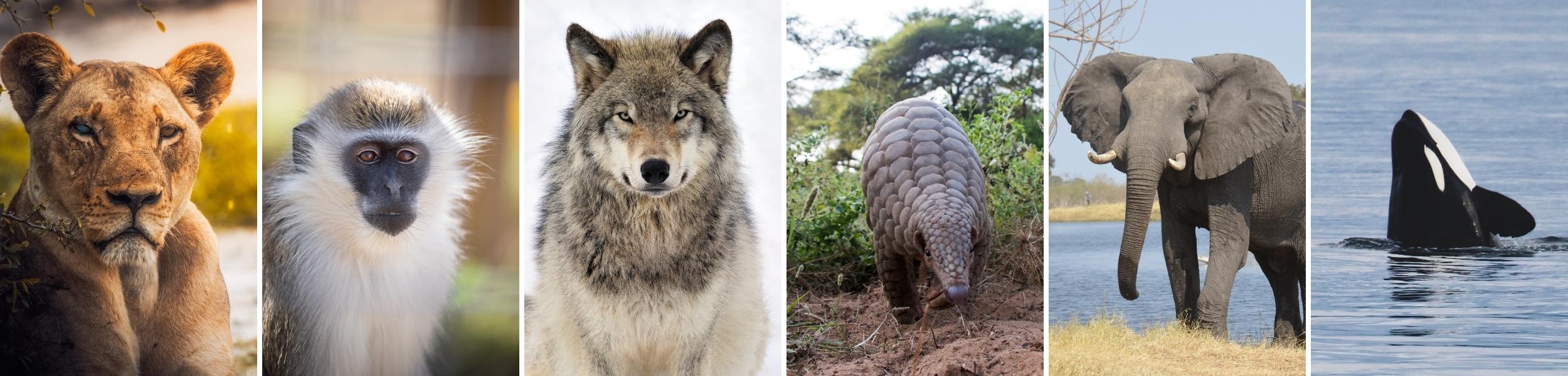 Photo collage of animals