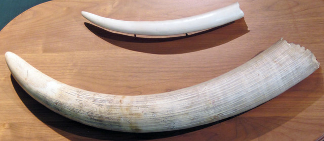 Photo of ivory tusks.