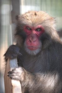 Khy the Japanese macaque.