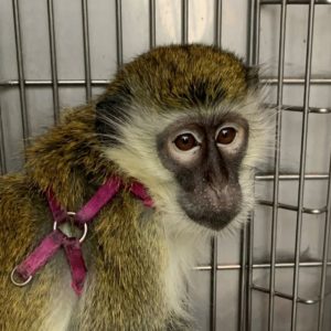 Kiki the monkey before her arrival at the Born Free USA Primate Sanctuary.