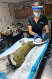 Kiki the vervet is examined by Dr. Katie Jennings.