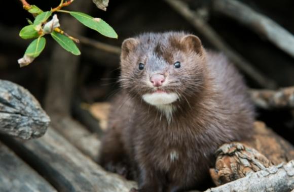 Born Free USA and Others Petition USFWS to Protect Public Health and  Wildlife from Threat of Mink Trade | Born Free USA