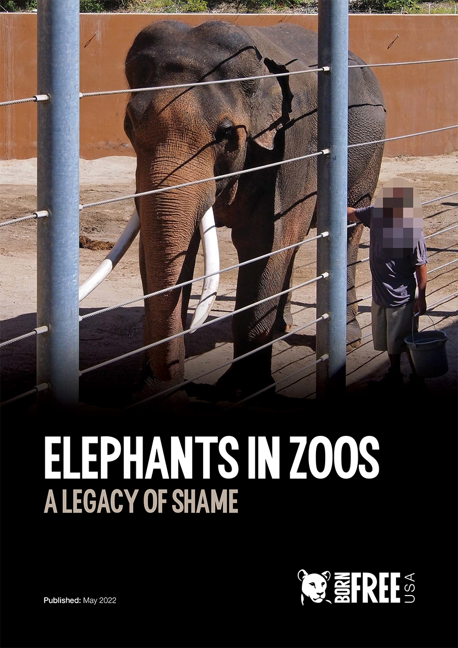 Elephants in Zoos: A Legacy of Shame