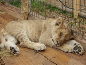 The Dangers of Keeping Exotic Pets | Born Free USA