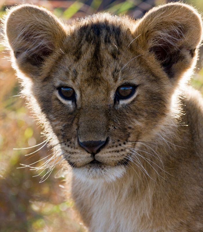 Lion cub.