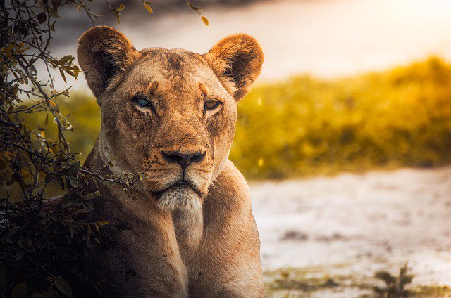 Photo of a lioness
