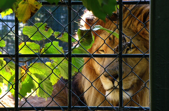 Zoo Ethics Fail Residents: Laws Don't Protect the Animals | Born Free USA