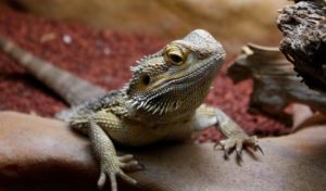 The Dangers of Keeping Exotic Pets Born Free USA