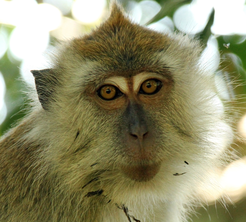 Long-tailed macaque