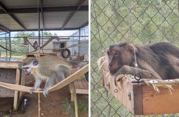 Monkeys using swings as enrichment at the Born Free USA Primate Sanctuary