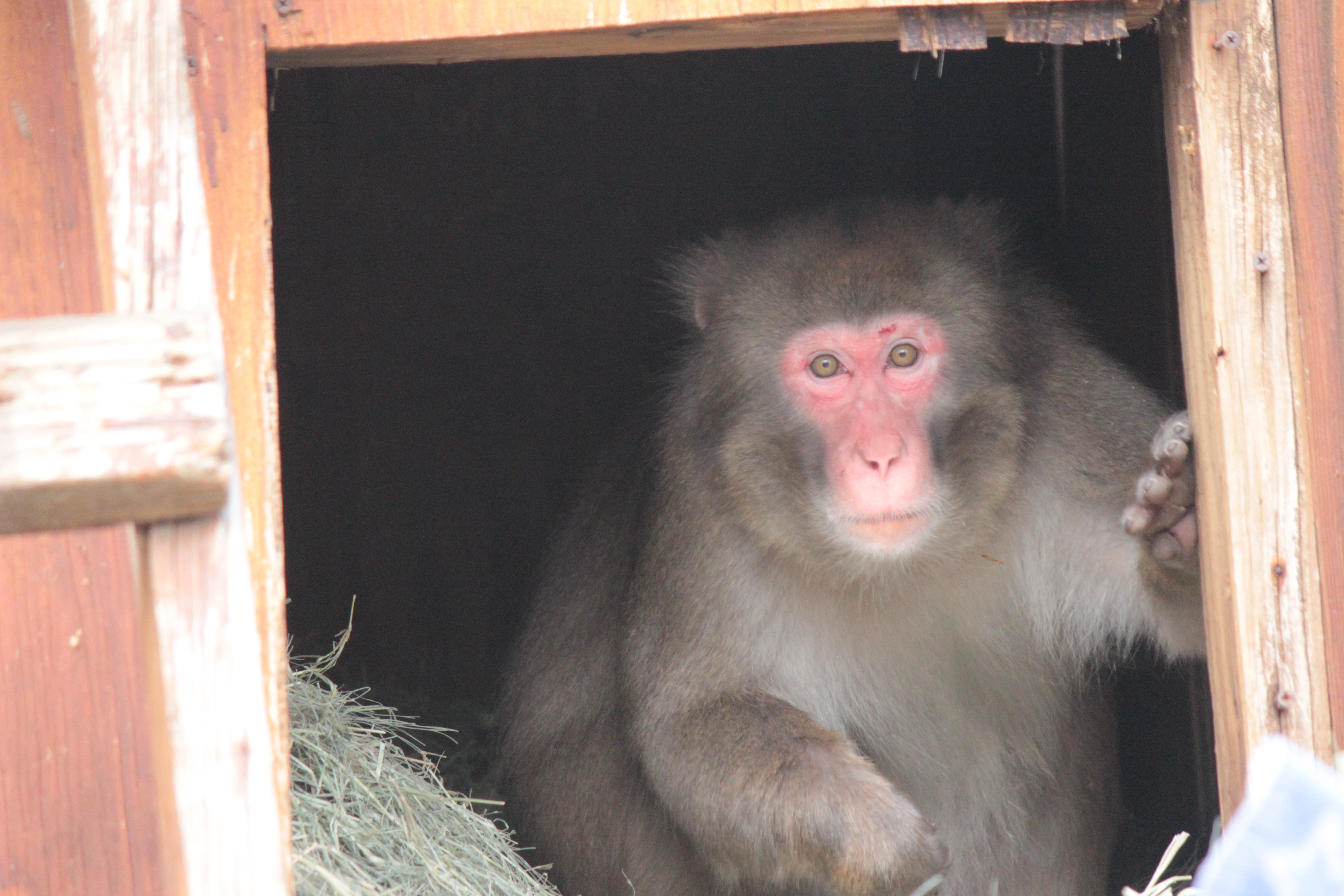 Charlie the Japanese Macaque