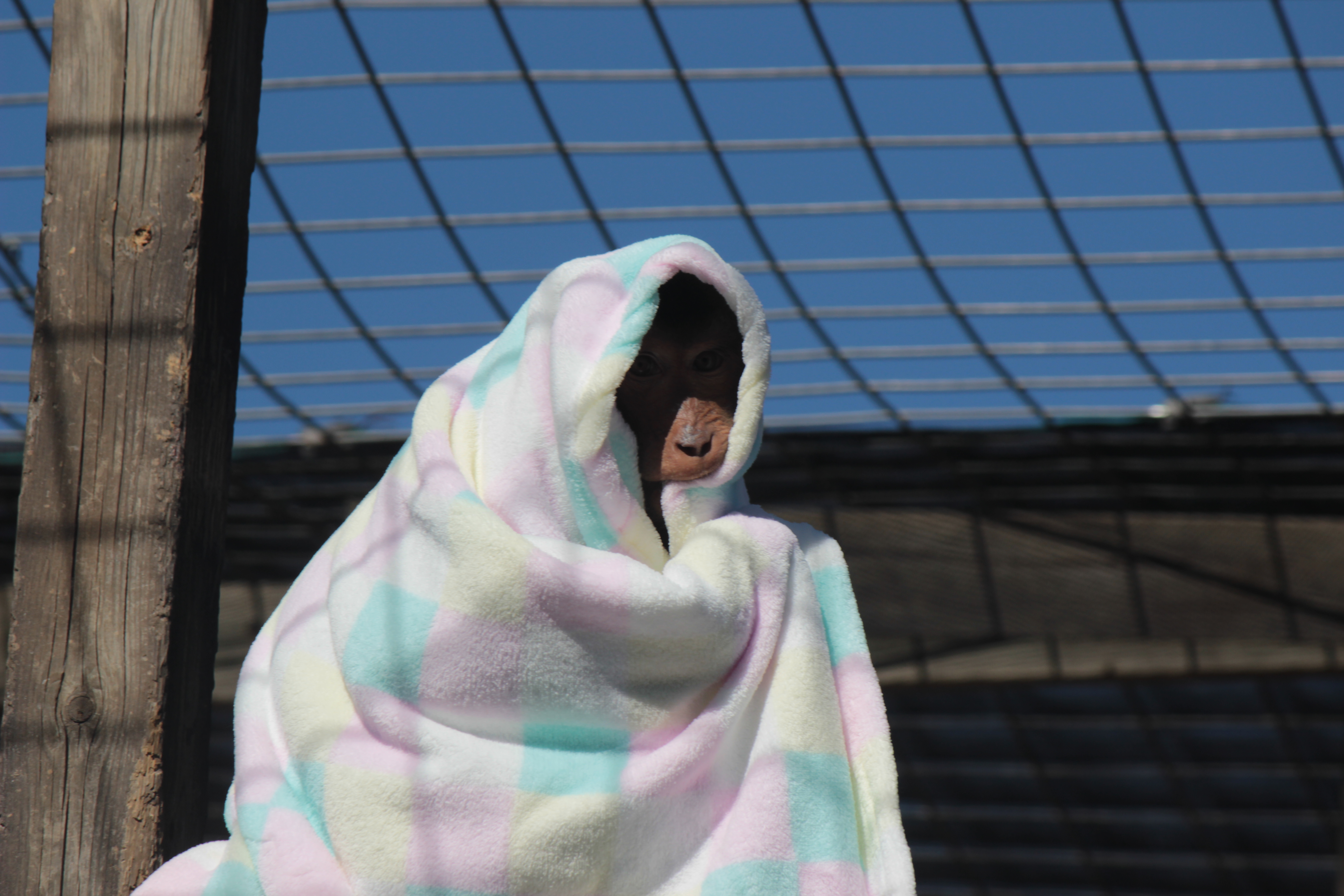 Photo of a monkey wrapped in a blanket