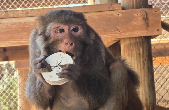 Hitch with a food puzzle.