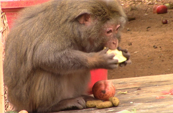 Mrs. Wilkin loves to eat! Photo: Born Free USA.