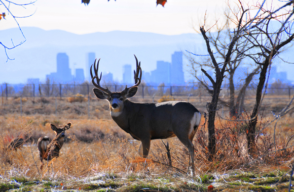 Mule Deer