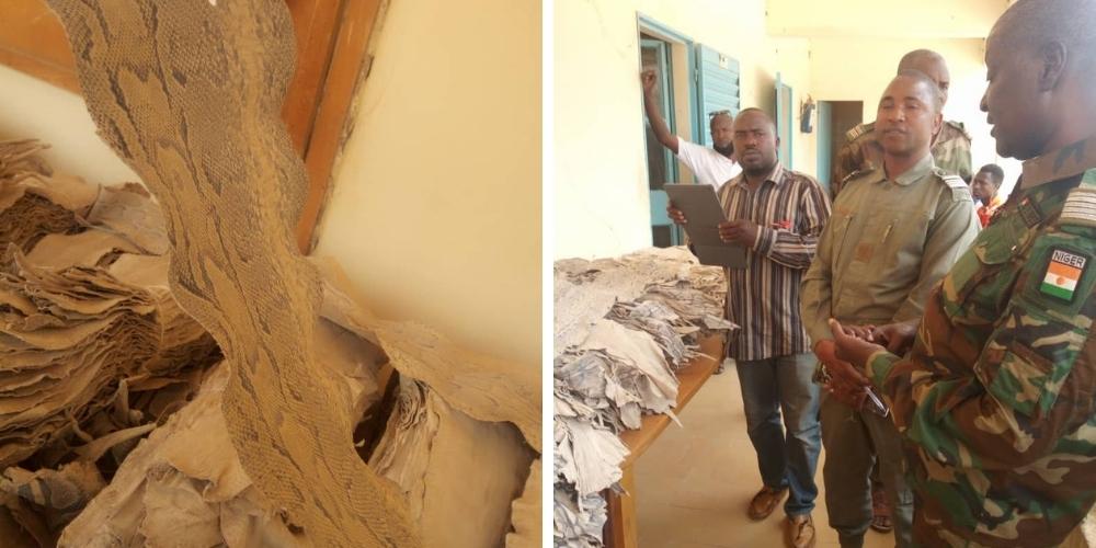 Photo of confiscated python skins and Niger customs officials inspecting confiscated items.