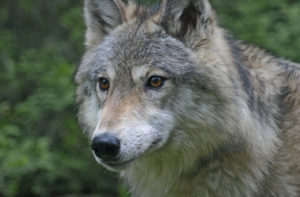 Photo of a gray wolf.