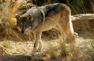 Photo of a Mexican wolf.