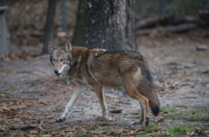 Photo of a red wolf.