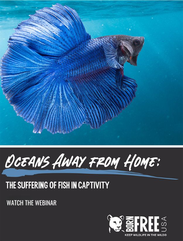 Oceans Away from Home Report Cover