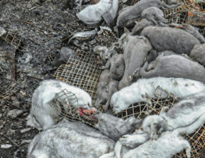 Lack of Oversight on Fur Farms