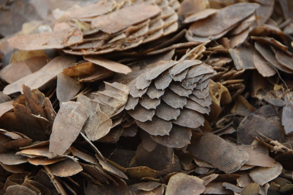 Photo of pangolin scales.