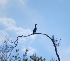 Photo of a cormorant in a tree.
