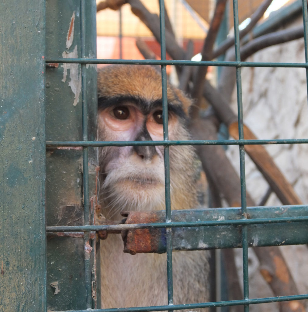 Animals In Captivity | Born Free USA Animal Advocacy