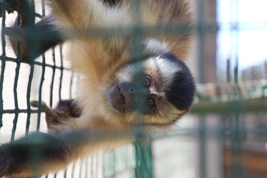 Exotic Pets Dangers, Ethics & Laws Born Free USA